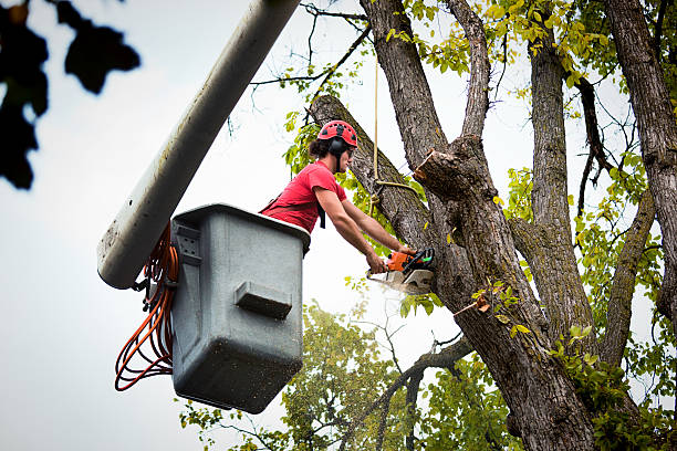 Best Tree Trimming and Pruning  in Courtland, VA